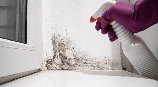 Best Mold removal after water damage  in Shiprock, NM